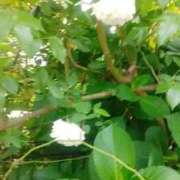 ヒメ日記 2025/05/01 10:25 投稿 なほみ clubあきな