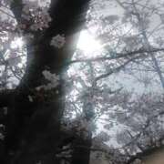 ヒメ日記 2026/03/30 10:32 投稿 なほみ clubあきな