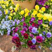 ヒメ日記 2025/05/07 11:38 投稿 舐方(なめかた) 人妻最後の砦 水戸店