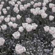 ヒメ日記 2025/07/13 12:33 投稿 うみ♡T・E♡ EGG