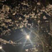 ヒメ日記 2025/04/17 20:06 投稿 かすみ 奥様メモリアル