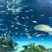 ヒメ日記 2025/11/23 16:34 投稿 ここ 新潟市鳥屋野潟ちゃんこ