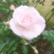 ヒメ日記 2025/04/10 12:34 投稿 あおい Hip's千葉駅前店