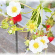 ヒメ日記 2025/04/16 20:04 投稿 あおい Hip's千葉駅前店