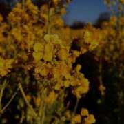 ヒメ日記 2025/02/28 21:48 投稿 みく 福岡大野城・板付インターちゃんこ