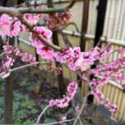 ヒメ日記 2025/03/11 08:32 投稿 しゅうな 京都出張メンズエステChou Chou（シュシュ)