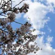 ヒメ日記 2025/03/11 21:31 投稿 しゅうな 京都出張メンズエステChou Chou（シュシュ)