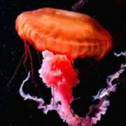 ヒメ日記 2025/04/27 19:39 投稿 しゅうな 京都出張メンズエステChou Chou（シュシュ)