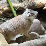 ヒメ日記 2025/05/10 20:29 投稿 しゅうな 京都出張メンズエステChou Chou（シュシュ)