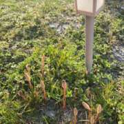 ヒメ日記 2025/03/24 19:29 投稿 みくる スピードエコ日本橋店