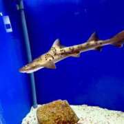 ヒメ日記 2025/04/30 14:41 投稿 みくる スピードエコ日本橋店