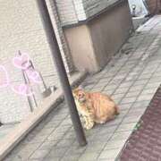 ヒメ日記 2026/06/05 22:54 投稿 メグミ バニーコレクション秋田店