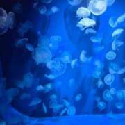 ヒメ日記 2025/07/29 12:59 投稿 ななお ギン妻パラダイス 和歌山店