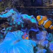 ヒメ日記 2026/03/23 09:24 投稿 ななお ギン妻パラダイス 和歌山店