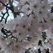 ヒメ日記 2026/04/02 09:10 投稿 ななお ギン妻パラダイス 和歌山店