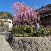ヒメ日記 2026/04/07 09:29 投稿 ななお ギン妻パラダイス 和歌山店