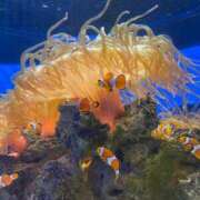 れん 待ってるよｰ♡ スパーク梅田店