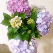 ヒメ日記 2025/06/11 15:33 投稿 小林 あずさ ベストマダム