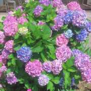 ヒメ日記 2025/06/16 12:16 投稿 小林 あずさ ベストマダム