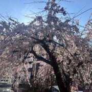 ヒメ日記 2026/03/24 16:31 投稿 カグラ COCOMERO（ココメロ）