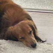 ヒメ日記 2025/03/04 12:09 投稿 しずか ぷるるん小町 京橋店