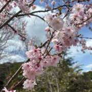 ヒメ日記 2025/03/30 14:30 投稿 しずか ぷるるん小町 京橋店