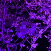 ヒメ日記 2025/03/31 13:02 投稿 しずか ぷるるん小町 京橋店