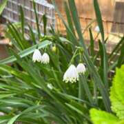 ヒメ日記 2025/04/03 12:02 投稿 しずか ぷるるん小町 京橋店