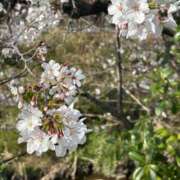 ヒメ日記 2025/04/03 18:03 投稿 しずか ぷるるん小町 京橋店