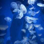 ヒメ日記 2025/06/04 22:45 投稿 しずか ぷるるん小町 京橋店