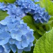 ヒメ日記 2025/07/08 07:37 投稿 【新人】るう 神奈川小田原ちゃんこ