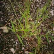 ヒメ日記 2025/10/06 22:45 投稿 Kokona ワンカラット～人妻の輝き～