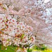 ヒメ日記 2025/04/11 20:47 投稿 真菜★（二輪車可） プリマドンナ