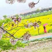 ヒメ日記 2025/04/14 20:17 投稿 真菜★（二輪車可） プリマドンナ