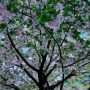 ヒメ日記 2025/04/15 19:37 投稿 山崎★（二輪車可） プリマドンナ