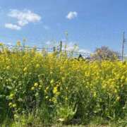 ヒメ日記 2025/04/08 09:43 投稿 さくら ANNEX（アネックス）