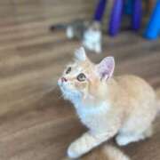 ヒメ日記 2025/08/04 10:57 投稿 さくら ANNEX（アネックス）