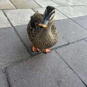 ヒメ日記 2025/04/22 21:59 投稿 るか 西船巨乳ぽっちゃり　乳神さま