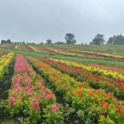 ヒメ日記 2025/06/27 17:09 投稿 きこ チェックイン素人専門大人女子