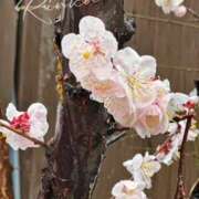 ヒメ日記 2025/03/03 14:06 投稿 凛花（りんか） やみつきの館　鶯谷店