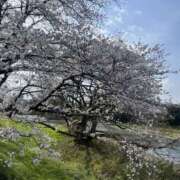 ヒメ日記 2025/04/09 06:55 投稿 えま 所沢デリヘル桜