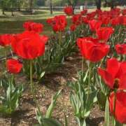 ヒメ日記 2025/04/29 17:24 投稿 えま 所沢デリヘル桜