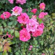 ヒメ日記 2025/10/16 22:23 投稿 【さや】清楚な癒し系美女♪ コーチと私と、ビート板･･･