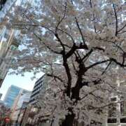 そのか 桜 横浜人妻セレブリティ（ユメオト）