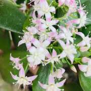 ヒメ日記 2025/02/11 12:37 投稿 玉依 Arrest（アレスト）