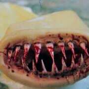 ヒメ日記 2025/02/24 20:42 投稿 玉依 Arrest（アレスト）