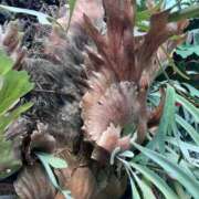 ヒメ日記 2025/04/21 07:45 投稿 玉依 Arrest（アレスト）