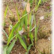 ヒメ日記 2025/04/10 19:09 投稿 あやの 熟女の風俗最終章 所沢店