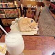 サキ 癒し🐱 ニュー姫