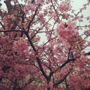 ヒメ日記 2025/03/07 08:27 投稿 みれい 横浜人妻セレブリティ（ユメオト）